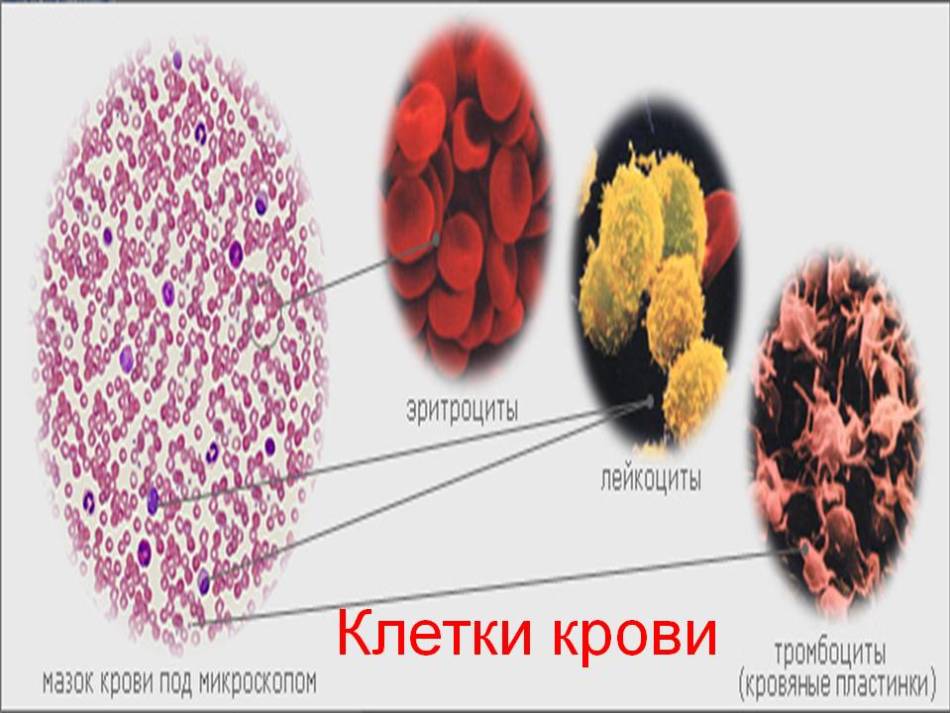 соэ норма у женщин по возрасту таблица